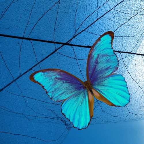 transformations and renewal